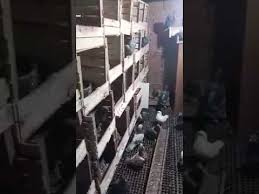 Yumurta Yapmayan Guvercin Ve Cozumu 0543 955 51 55 Youtube