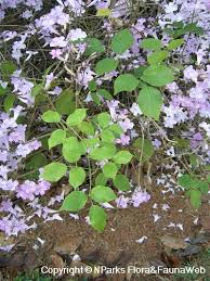 Image result for Bignonia callistegioides