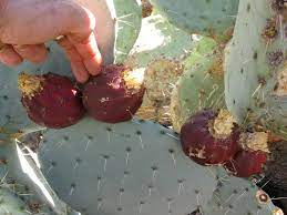 Are all prickly pear cactus fruits edible? Prickly Pear Are The Perfect Permaculture Plant For Parched Places Greening The Desert Forum At Permies
