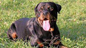 Ein teil dieser mischlinge wird. Rottweiler Mischling Beisst 17 Jahrige Ins Bein