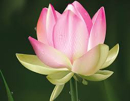 Maybe you would like to learn more about one of these? Lotus Flower Projects Photos Videos Logos Illustrations And Branding On Behance