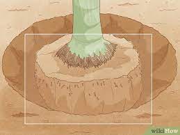 Check spelling or type a new query. 3 Ways To Remove A Palm Tree Wikihow