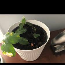 Image result for Jasmine Yellow 1994 Reliant