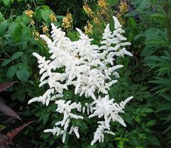 It's best avoided for fully shaded areas. Astilbe Professor Van Der Wielen Astilbe A Group Of Pink White Red Flowering Herbaceous Perennials Shade Tolerant Plants Shade Plants Plants Uk