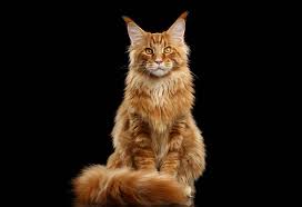 Learn more about this breed. 7 Best Cat Breeds In India