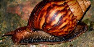Se trata de los caracoles africanos, una especie que puede llegar a medir más de 20 centímetros, que causa graves daños a la flora y la fauna del país y que está causando una crisis ecológica, sobre todo en cundinamarca. Como Controlar El Caracol Africano En Casa Mi Comuna Dos
