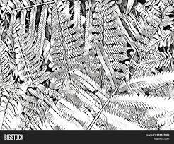 Beautifully decorated bulletin board pattern vector material. Black White Fern Leaf Image Photo Free Trial Bigstock