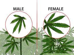 The first and most obvious sign is if the plant grows both male pollen sacs and female buds. How To Identify Male And Female Plants Blog Cannabis