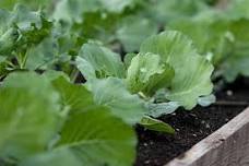 Basic Vegetable Gardening
