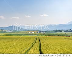 富良野田園風光的圖片