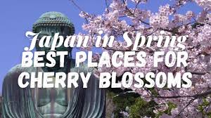 Том холланд, сиэра браво, джек рейнор и др. Japan Cherry Blossom 2021 Forecast When Where To See Sakura In Japan Live Japan Travel Guide