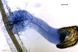 Image result for Striga junodii