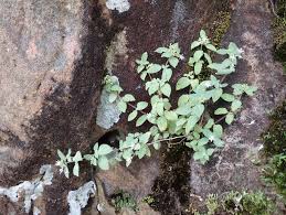 Image result for Virectaria major