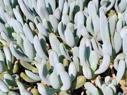 Image result for Senecio cryphiactis