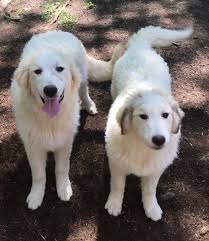 How much do great pyrenees puppies cost? Excellent Great Pyrenees Puppies Available Farming With Carnivores Network