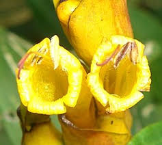 Image result for Sanchezia