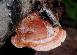 Image result for Pycnobotrya