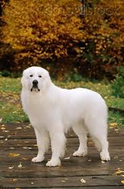 pin em dogs puppies