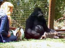 Watch hd movies online for free and download the latest movies. A Conversation With Koko The Gorilla Full Documentary Dailymotion Video