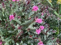 Image result for Hebe