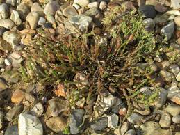 Image result for Sarcocornia perennis