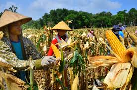 Fenomena el nino yang melanda negara. Dampak El Nino Pada Sektor Pertanian Indonesia Vibizmedia Com