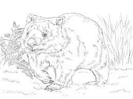 Common Wombat Coloring Page Super Coloring Animal Coloring Pages Bear Coloring Pages Coloring Pages