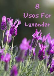Dried lavender can also be added a bubble bath to make fragrant as well as fun! Pin On Diy Odors Cleaners