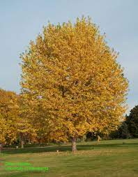 Acer Saccharinum Silver Maple Plants Silver Maple Tree Fall Plants
