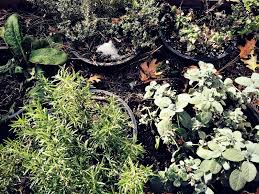 For example, if the standard recommendation is to mulch over a particular garden perennial for winter, do so with the buried potted plant. 5 Ways To Protect Potted Plants In Winter