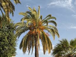 Phoenix Canariensis Date Palm Canary Islands Date Palm Stock Photo Picture And Royalty Free Image Image 12970765 The largest populations of wild palms are found on la gomera. phoenix canariensis date palm canary islands date palm