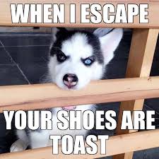 Omg He S Mad Now Funny Husky Meme Dog Quotes Funny Dog Quotes