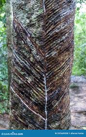 Image result for Hevea brasiliensis