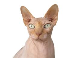 Sfenks Kedisi Sphynx Somurtkan Kediler Sfenks