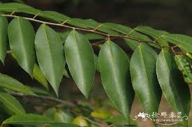 Image result for Shirakiopsis