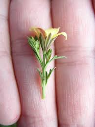 Image result for Menodora heterophylla