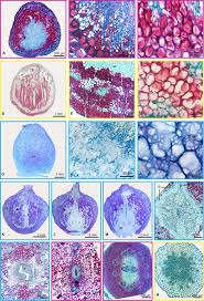 Image result for Cordia grandicalyx