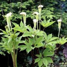 Image result for Arisaema
