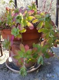 Epingle Sur Sedum Palmeri Une Plante Grasse Rustique