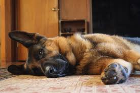 We did not find results for: Golden State German Shepherd Rescue Home Facebook