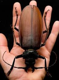 Résultat de recherche d'images pour "terrifying beetles"