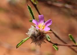 Image result for Waltheria