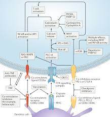 It is most effective to block tissue or cells with normal serum (5% v/v) from the same host species as the labeled secondary or tertiary antibody. Creating Molecules That Modulate Immune Responses Nature Reviews Chemistry