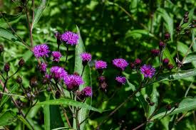 Image result for Vernonia hirsuta