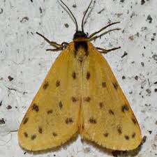 Image result for Setina roscida