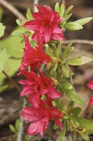 Rhododendron Evergreen Azalea Fiery Boy A Belgian Indica Style Hybrid Found Mainly In Australian And New Zealand Gardens I Azaleas Rhododendron Evergreen