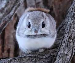 Japanese flying squirrels are strictly nocturnal and silent in flight. Japanese Dwarf Flying Squirrel Natureisfuckinglit