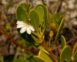 Image result for Scaevola