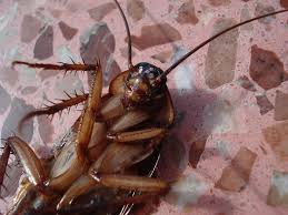 Clark pest control serves individuals, families, and businesses throughout the state of california. Year Round Pest Away Service Clark Pest Control