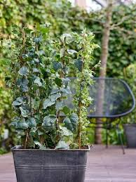 Vermeiden sie es, efeu im freiland nach juli noch zu düngen. Efeu Pflanzenfreude
